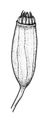 Hampeella alaris, capsule, dry. Drawn from A.J. Fife 6547, CHR 405705.
 Image: R.C. Wagstaff © Landcare Research 2018 